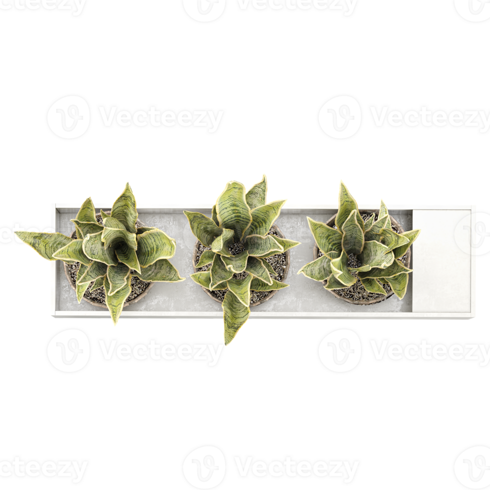 3d illustration of Dracaena trifasciata Plant isolated on transparent canvas from top view png