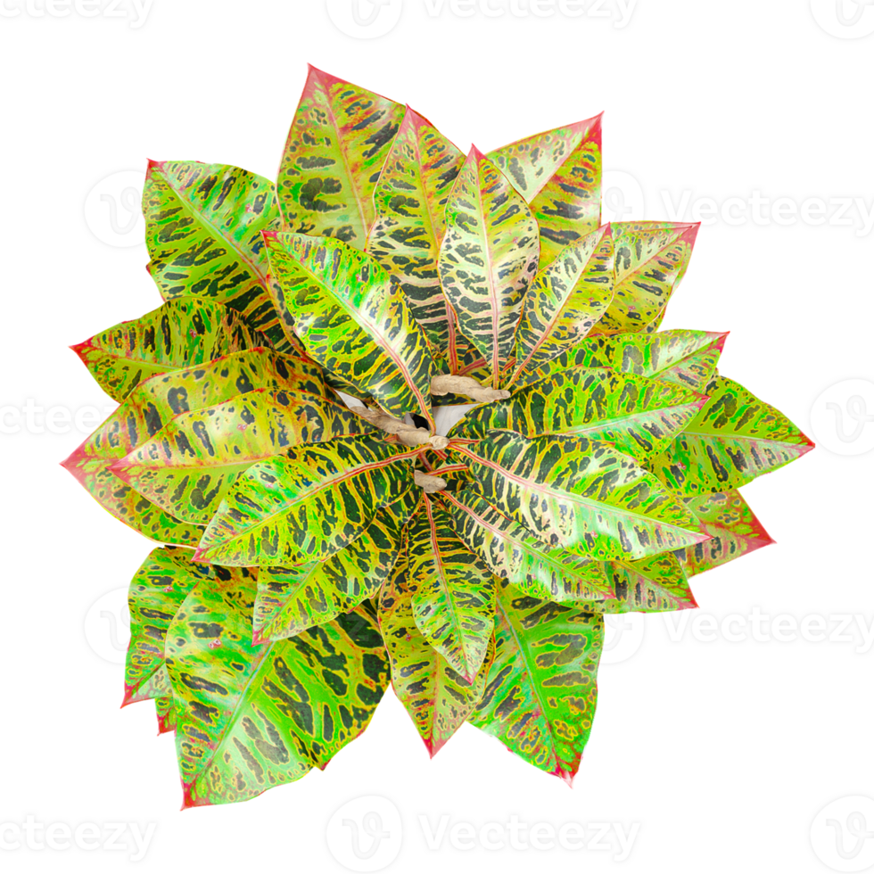 3D rendering of Crotons plant isolated on transparent canvas from top view png