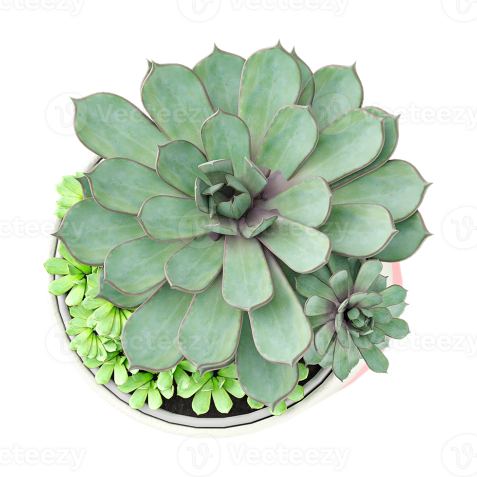 Green beautiful Echeveria plant in planter isolated on Canvas from top view png