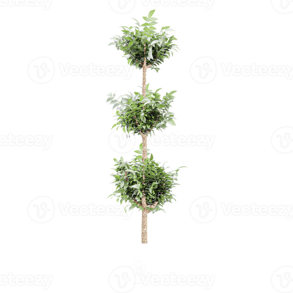 3D rendering of Bay laurel plant in planter isolated on transparent canvas png