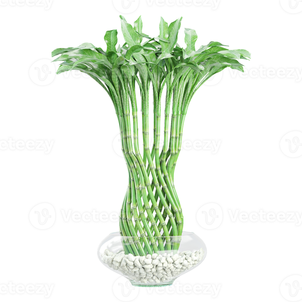 3d illustration of Lucky Bamboo isolated on transparent canvas png