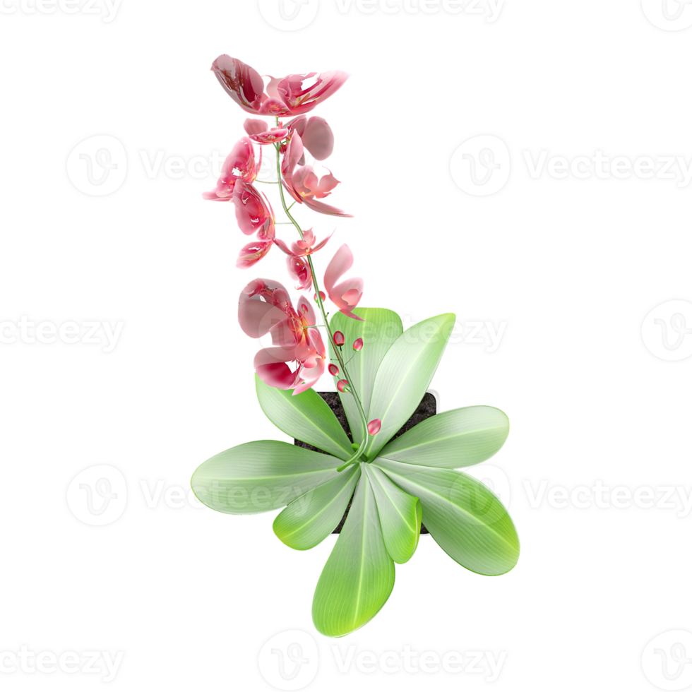 3D rendering of Moth orchids plant in planter isolated on transparent canvas from top view png