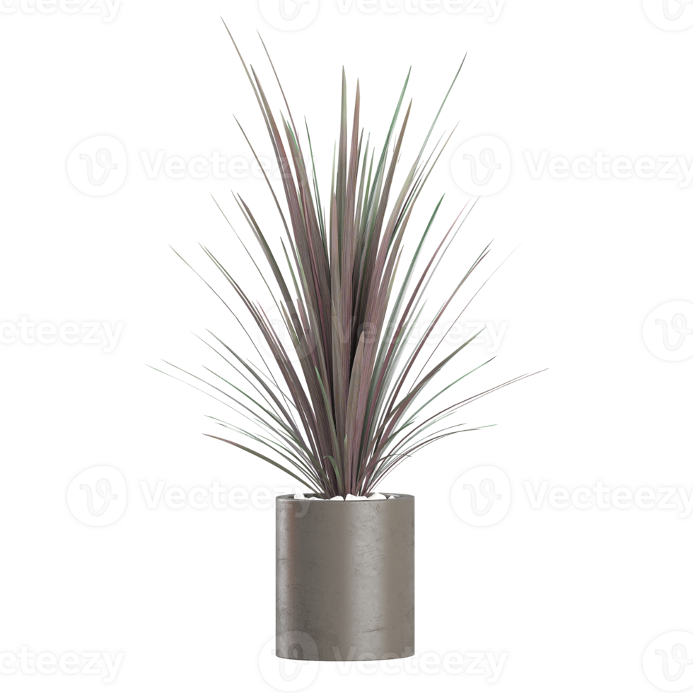 3D rendering of New Zealand cabbage tree in planter isolated on transparent canvas png