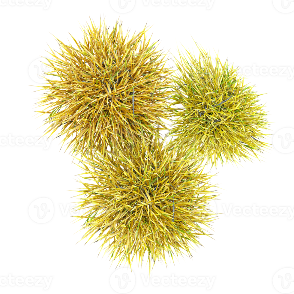 Top view of Wild field grass in pot with realistic style from top view png
