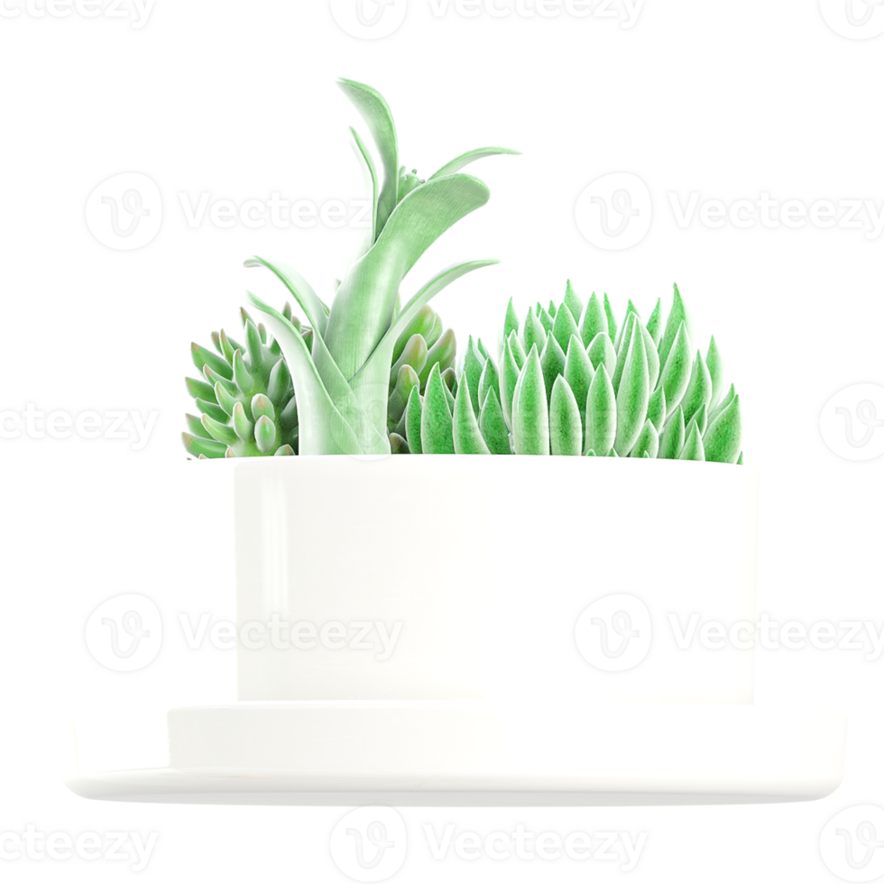 3D rendering of Succulent in a pot isolated on transparent canvas png