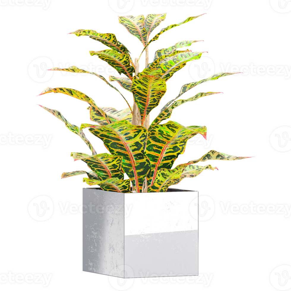 3D rendering of Crotons plant isolated on transparent canvas png