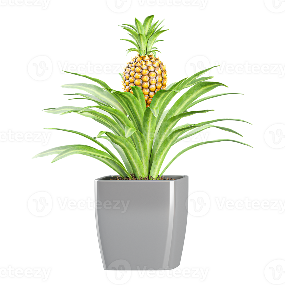 3D rendering of Pineapple tree in planter isolated on transparent canvas png