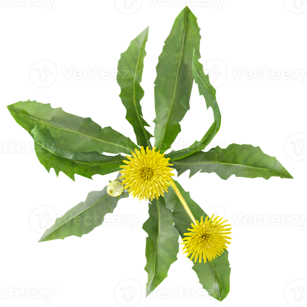 Green beautiful Dandelions Tree isolated on Canvas from top view png