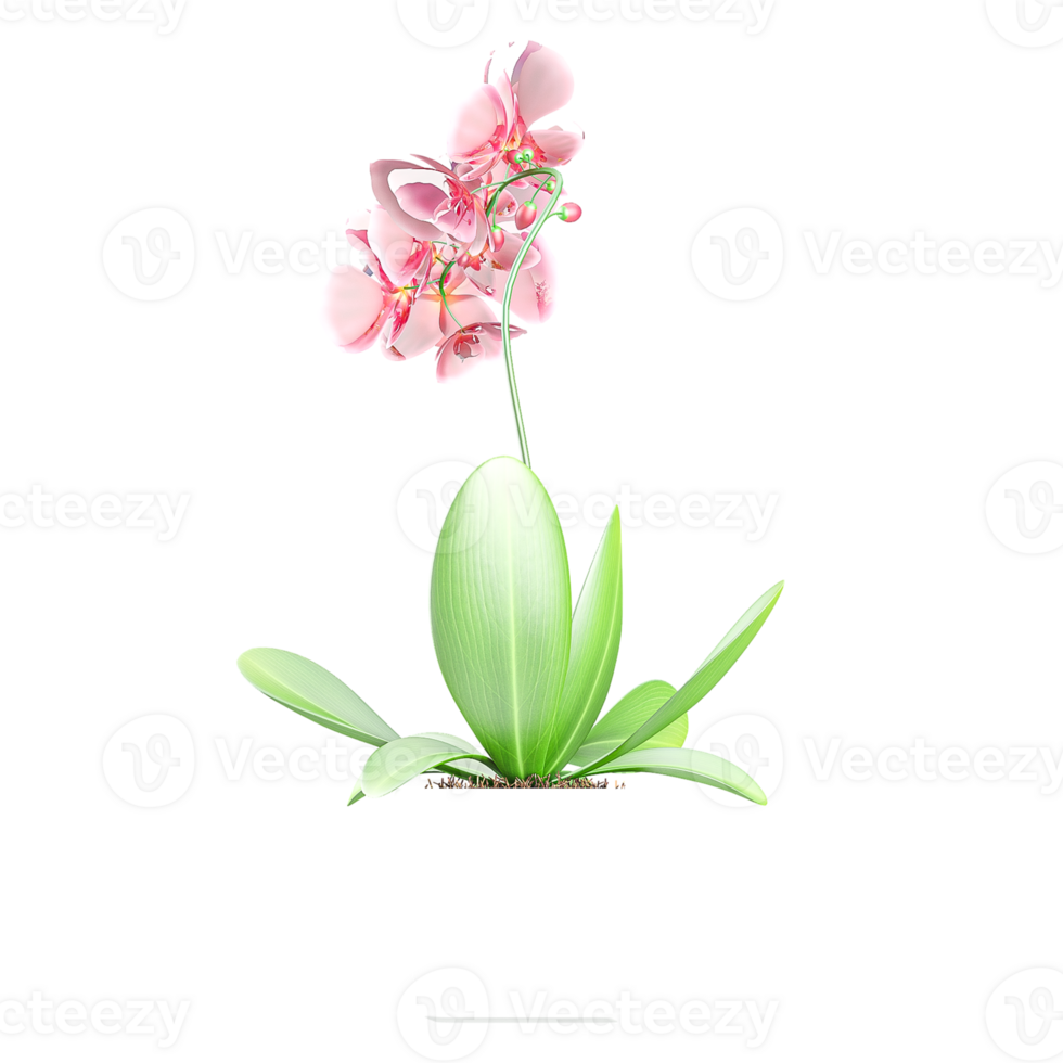 3D rendering of Moth orchids plant in planter isolated on transparent canvas png