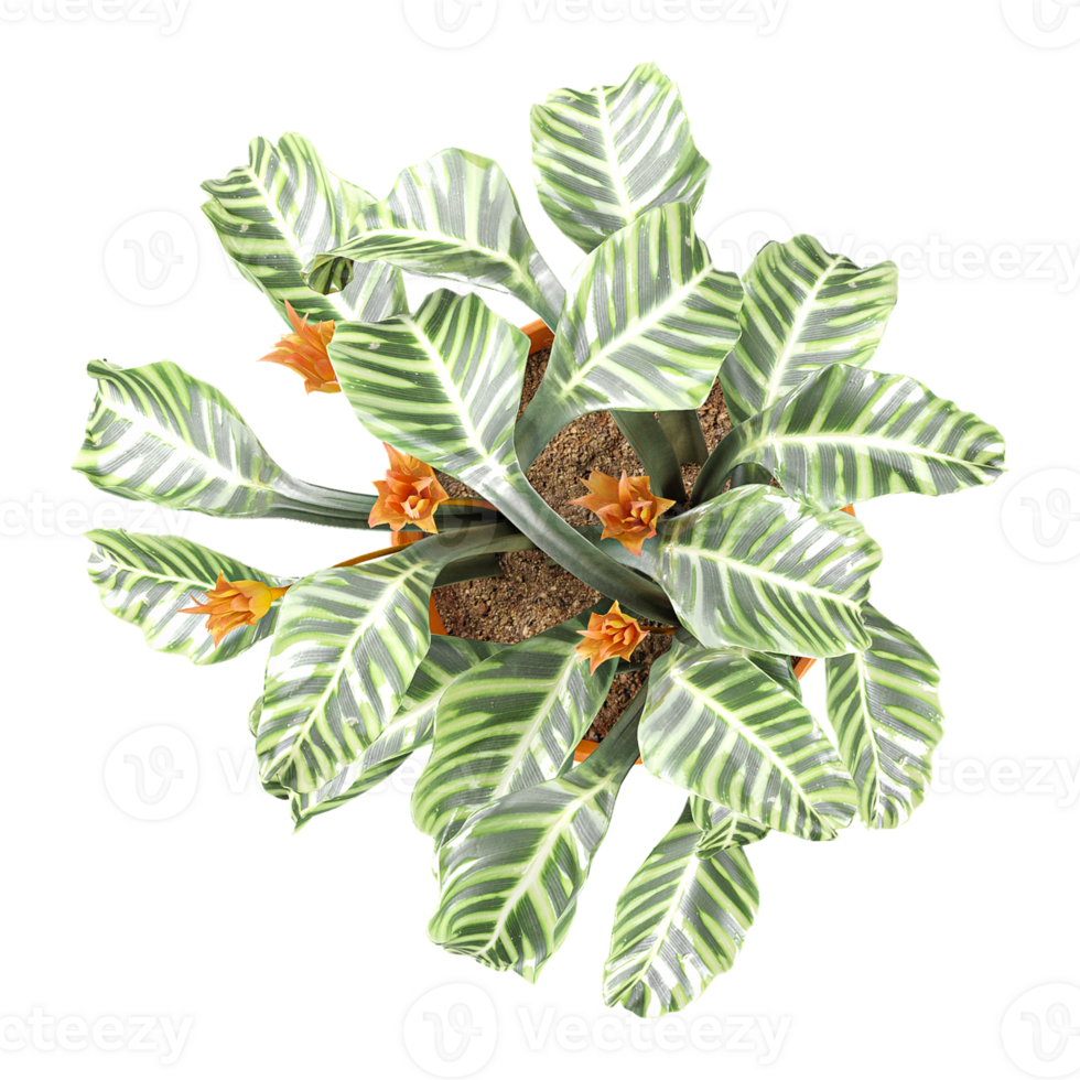 3D rendering of Bird of paradise flower tree in planter isolated on transparent canvas from top view png
