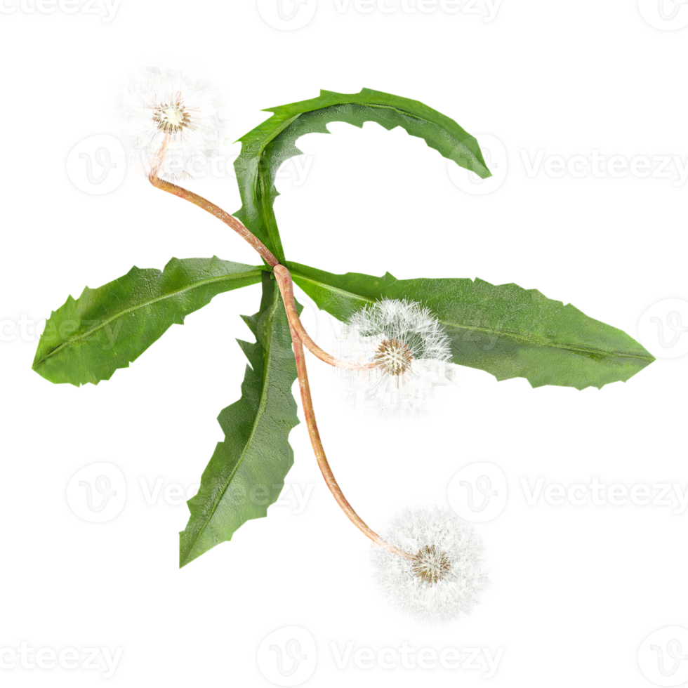 collection of Red deadnettle Tree in pot with realistic style from top view png