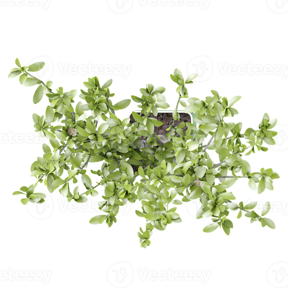 3D rendering of Bay laurel plant in planter isolated on transparent canvas from top view png