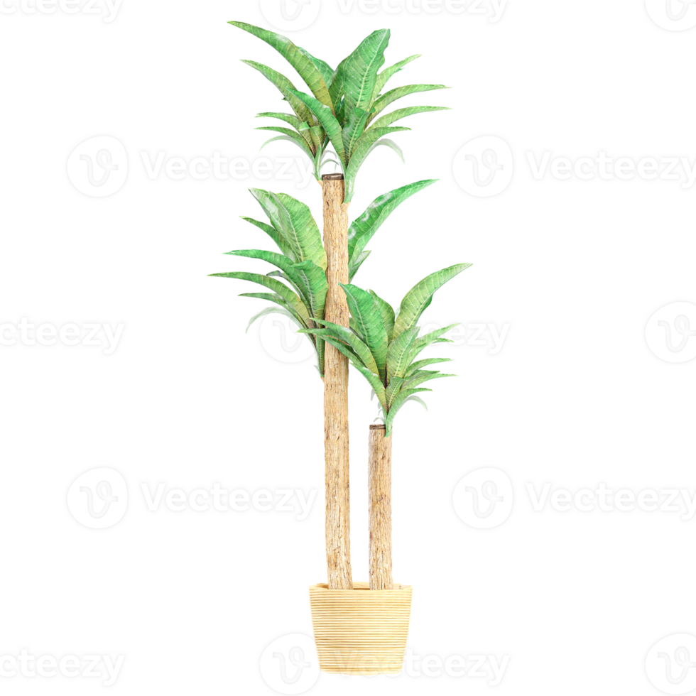 3D rendering of Dracaena fragrans isolated on transparent canvas png