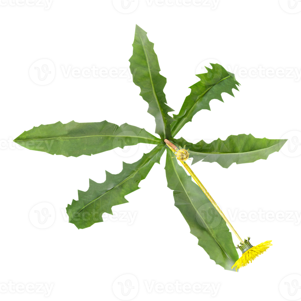 Dandelions Tree isolated on Canvas from top view png