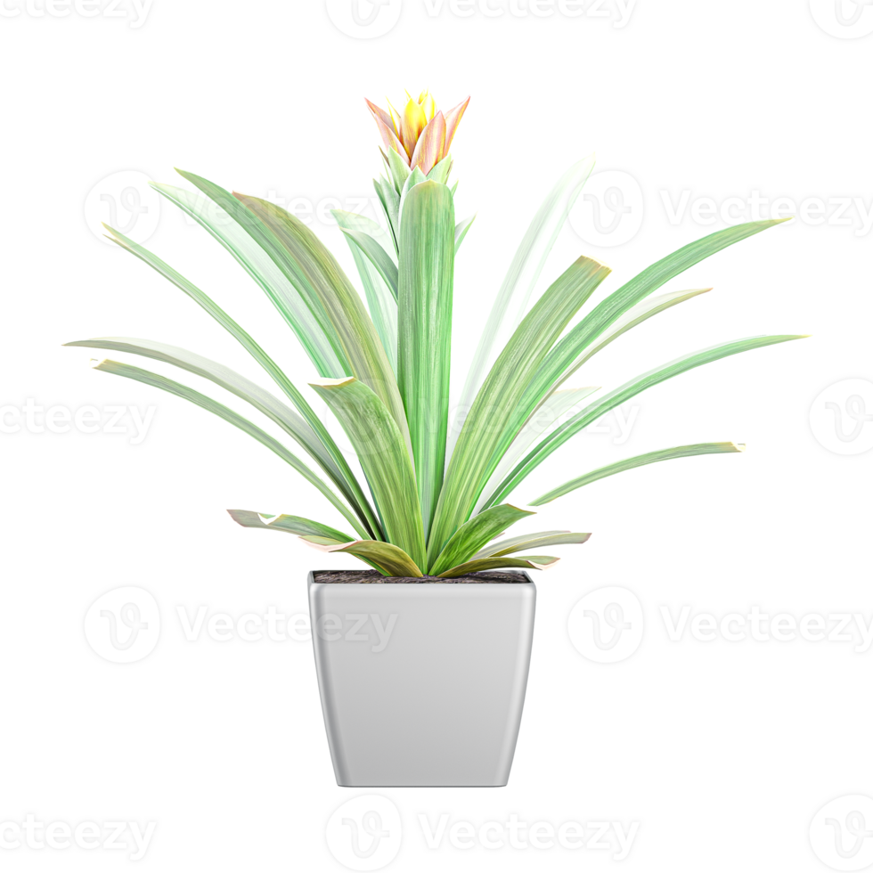 3D rendering of Screwpine tree in planter isolated on transparent canvas png