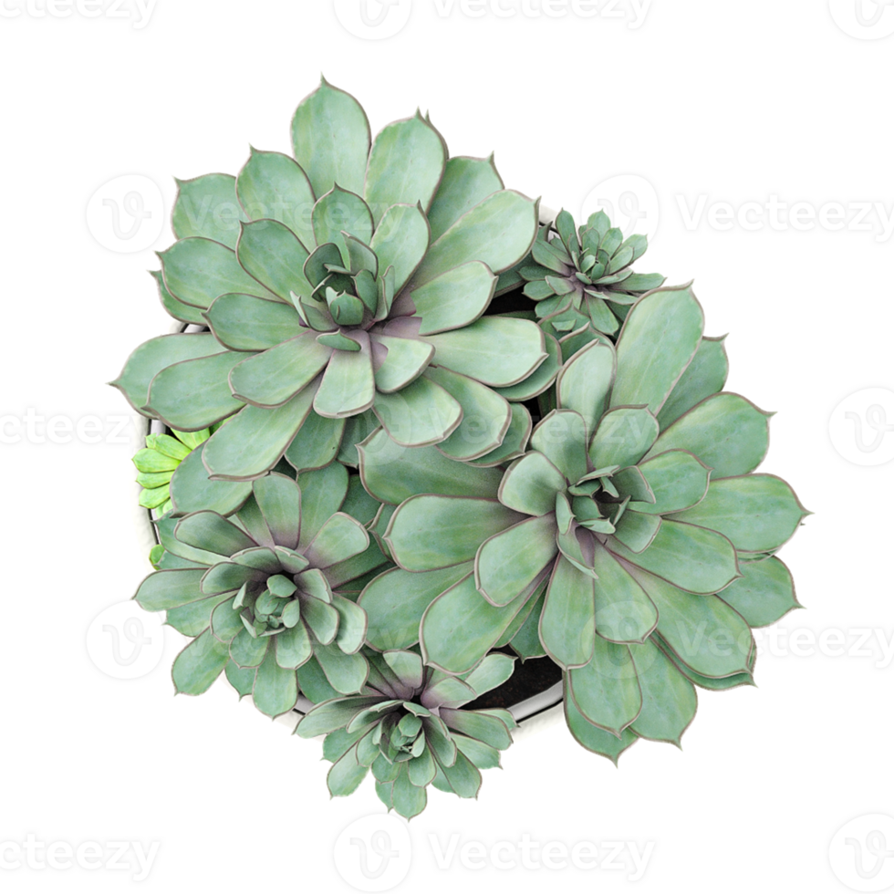 3D rendering of Echeveria Plant isolated on transparent canvas from top view png