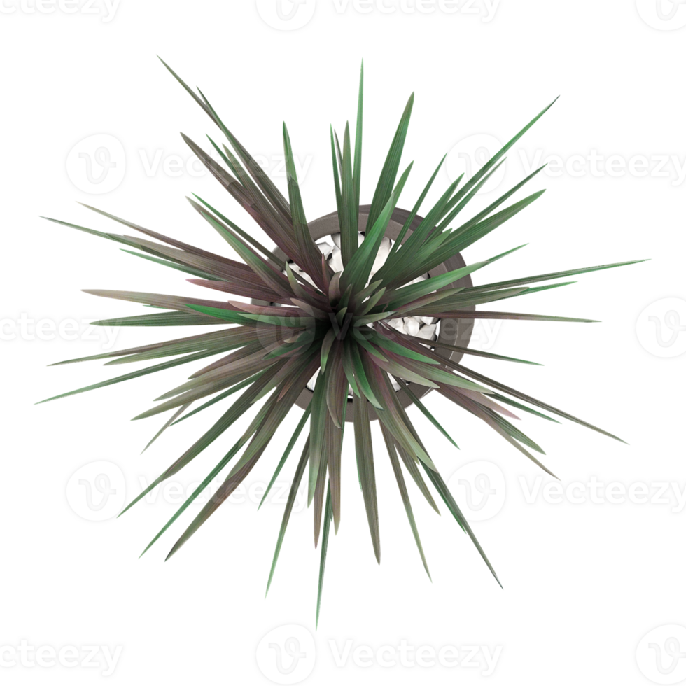 3D rendering of New Zealand cabbage tree in planter isolated on transparent canvas from top view png