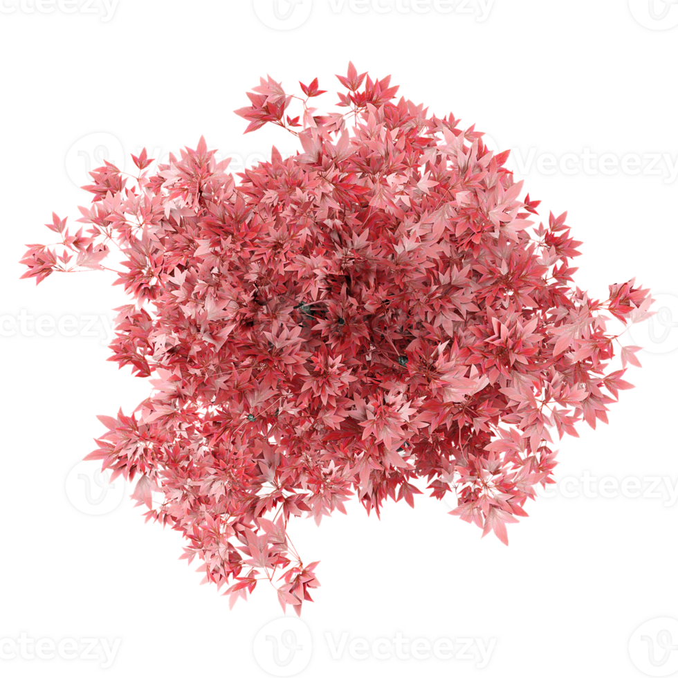 collection of Japanese Maple Tree in pot with realistic style from top view png