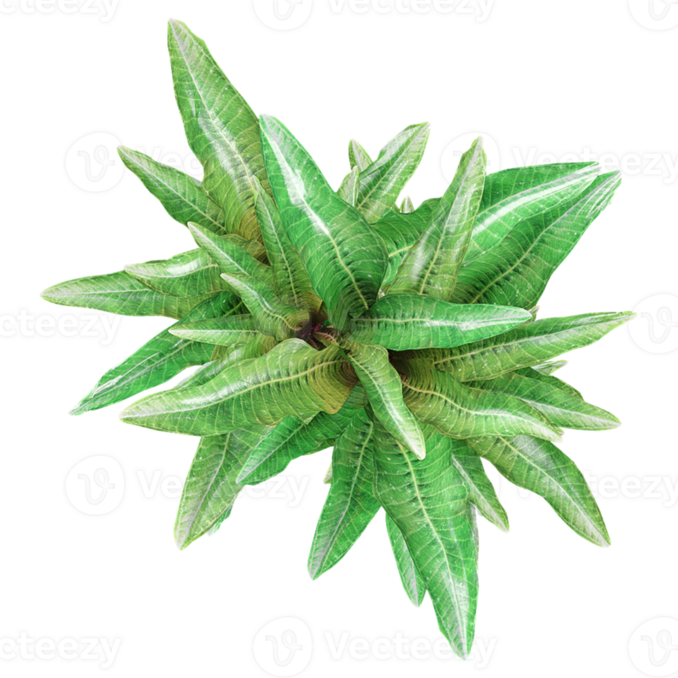 3D rendering of Dracaena fragrans isolated on transparent canvas from top view png