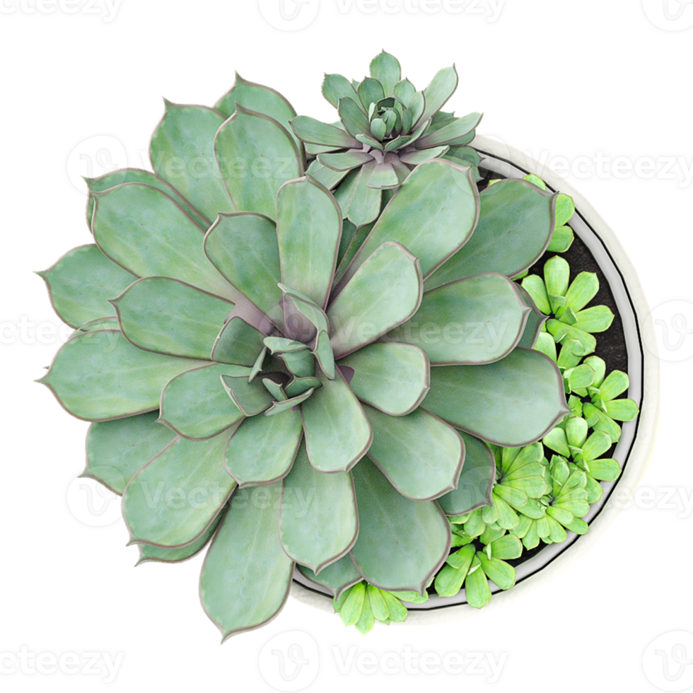 collection of Echeveria plant in planter with realistic style from top view png