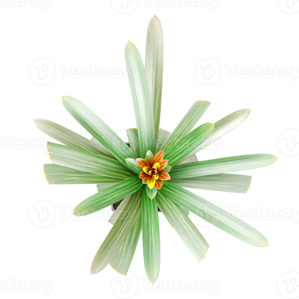 3D rendering of Screwpine tree in planter isolated on transparent canvas from top view png