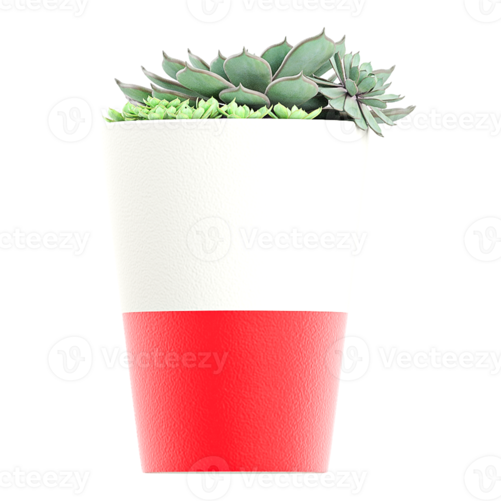 3D rendering of Echeveria Plant isolated on transparent canvas png