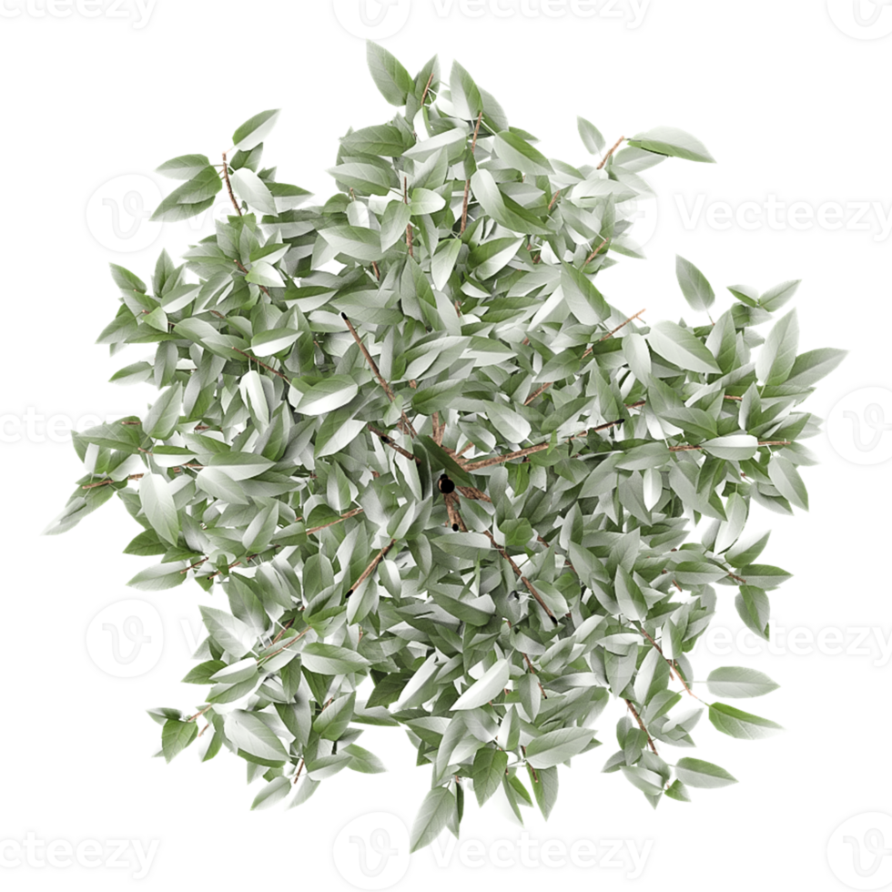 3D rendering of Olive indoor plant in planter isolated on transparent canvas from top view png