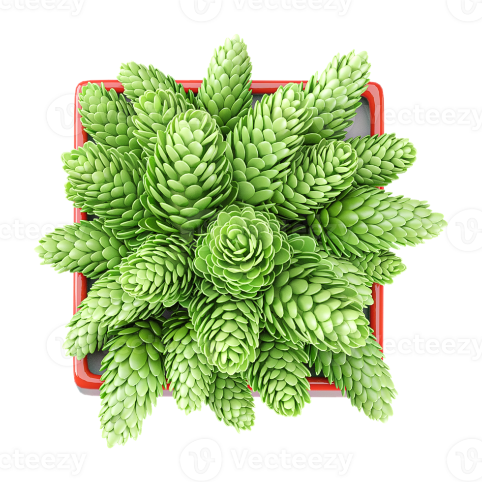 3D rendering of Burro's-tail plant in planter isolated on transparent canvas from top view png