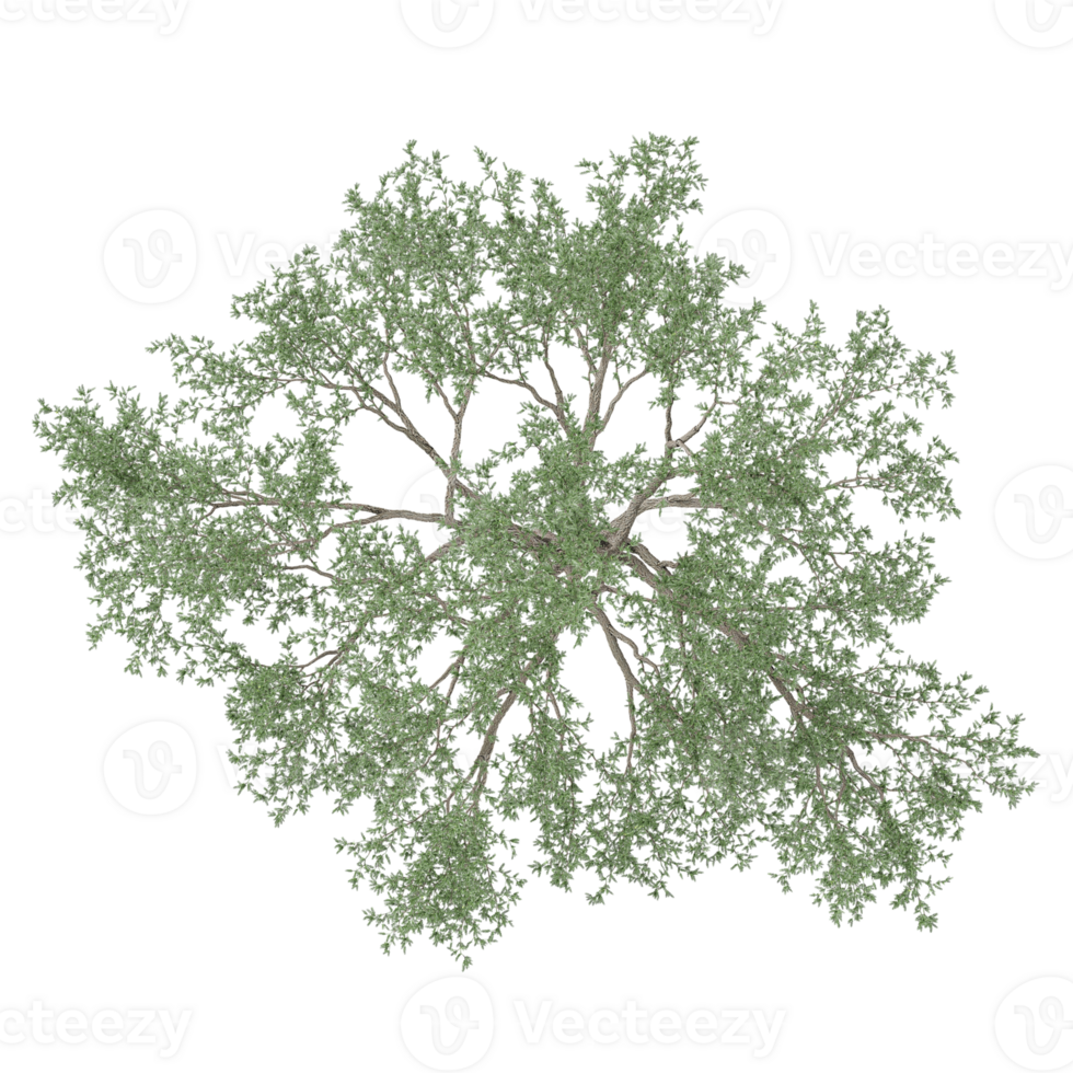 Top view of Beech tree isolated on transparent canvas png