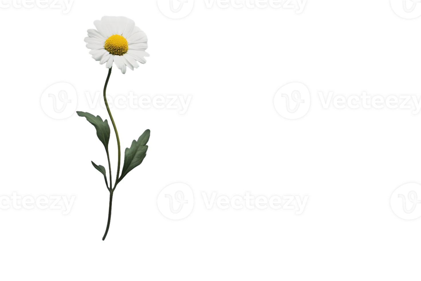 Image of a White Daisy png