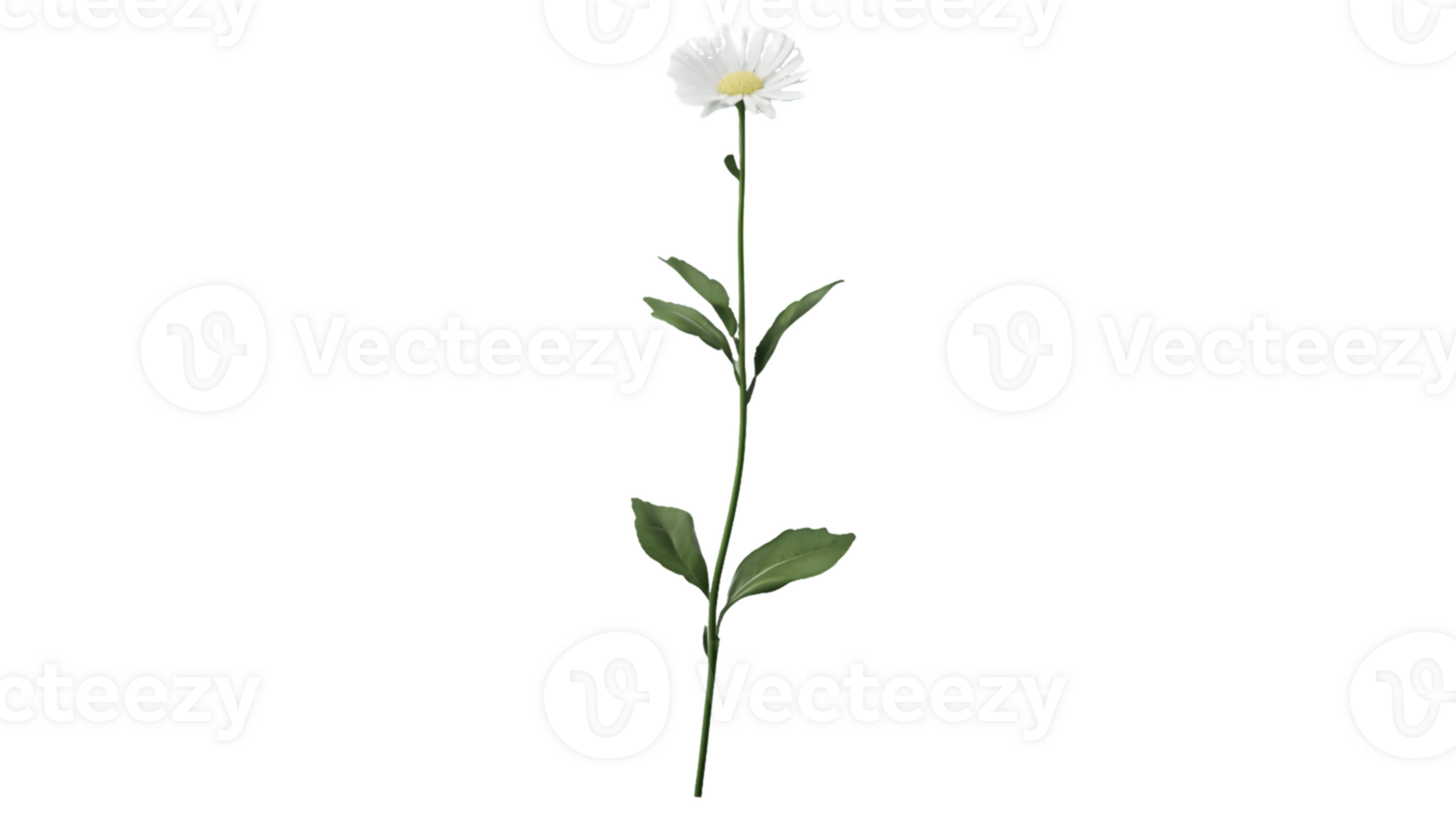 Single White Daisy with Green Stem and Leaves png