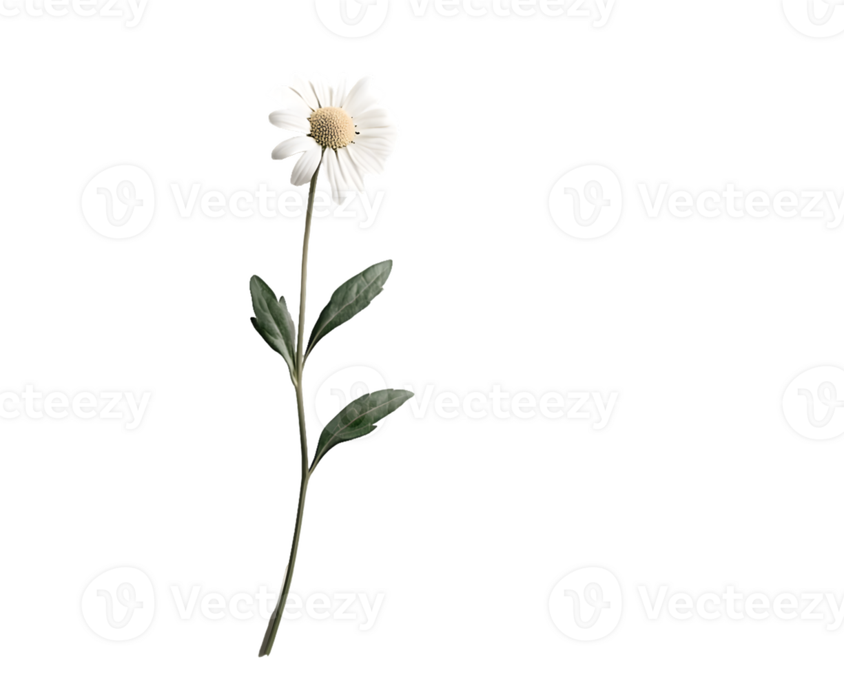 Single Daisy with Stem and Leaves png