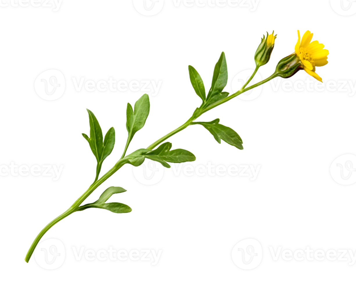 Yellow Flower with Bud and Green Stem and Leaves png