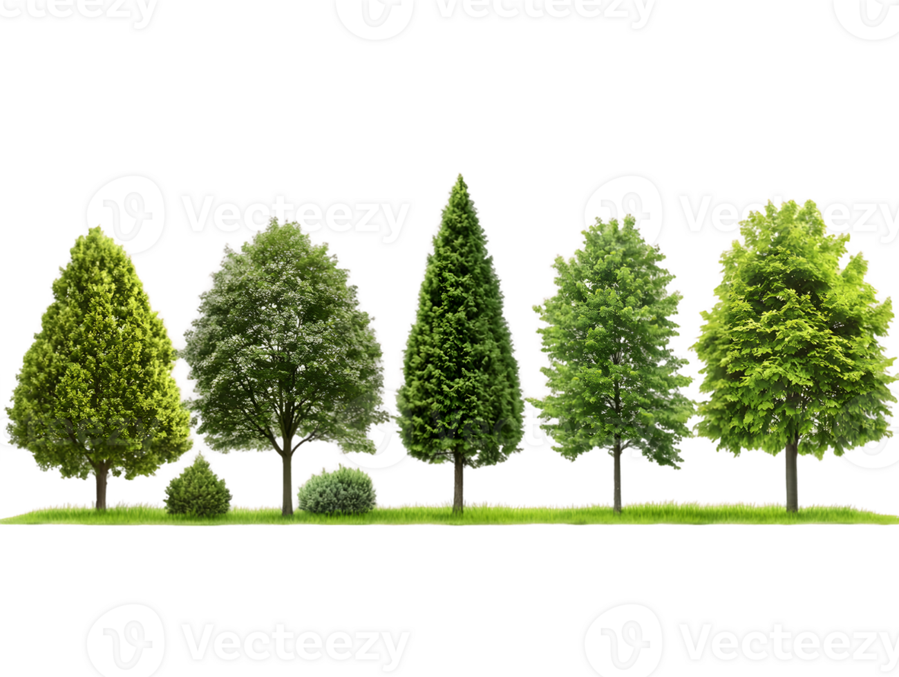 A collection of five different types of trees showcasing various shapes and foliage. png