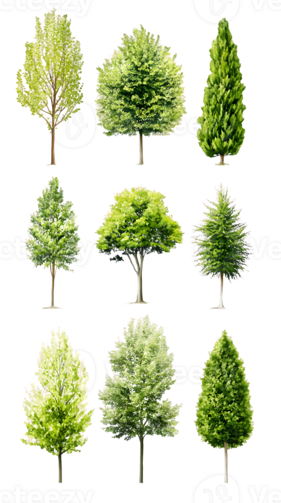 A collection of various trees displayed in a grid format for design or educational purposes. png