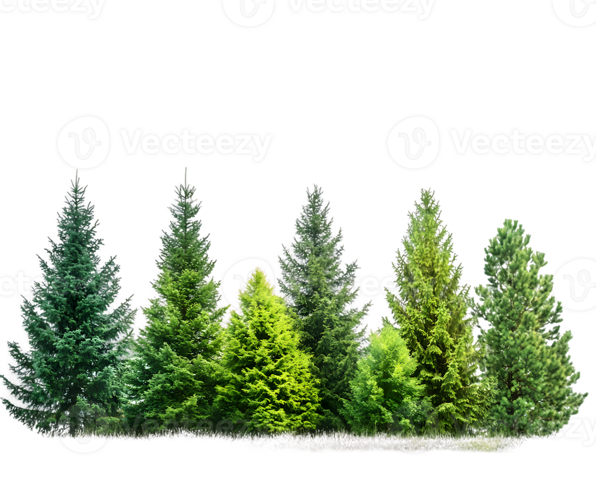 A collection of various evergreen trees showcasing different shades of green. png