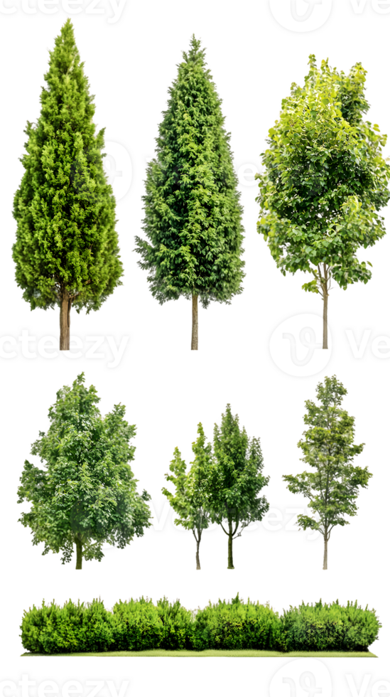 A collection of various tree types and shrubs for graphic design or landscaping use. png