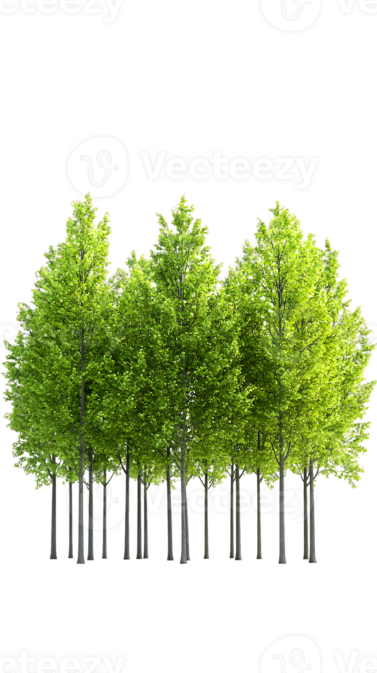 A cluster of vibrant green trees, symbolizing nature and environmental beauty. png