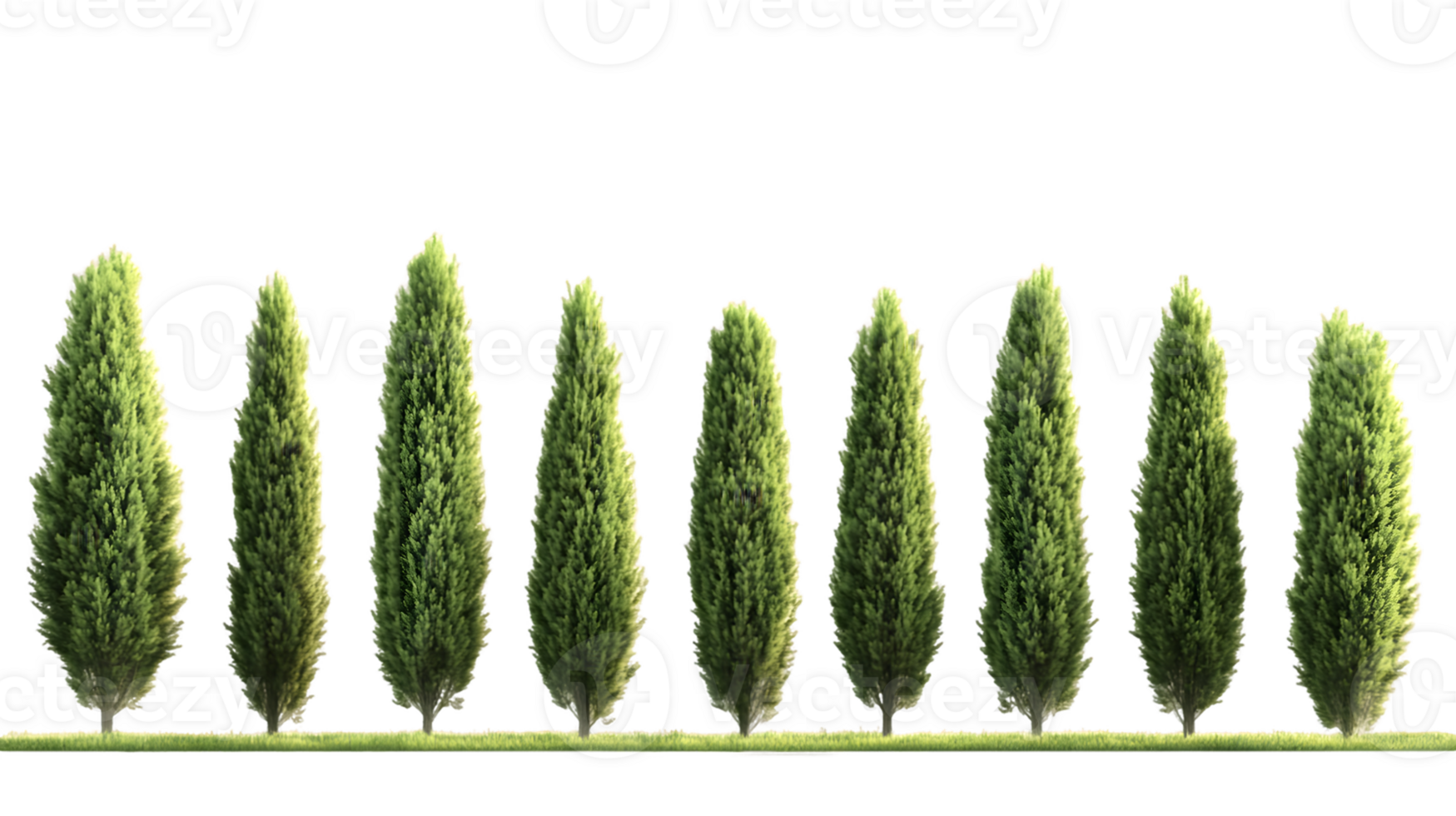 A row of tall, slender trees arranged neatly, showcasing a green landscape element. png