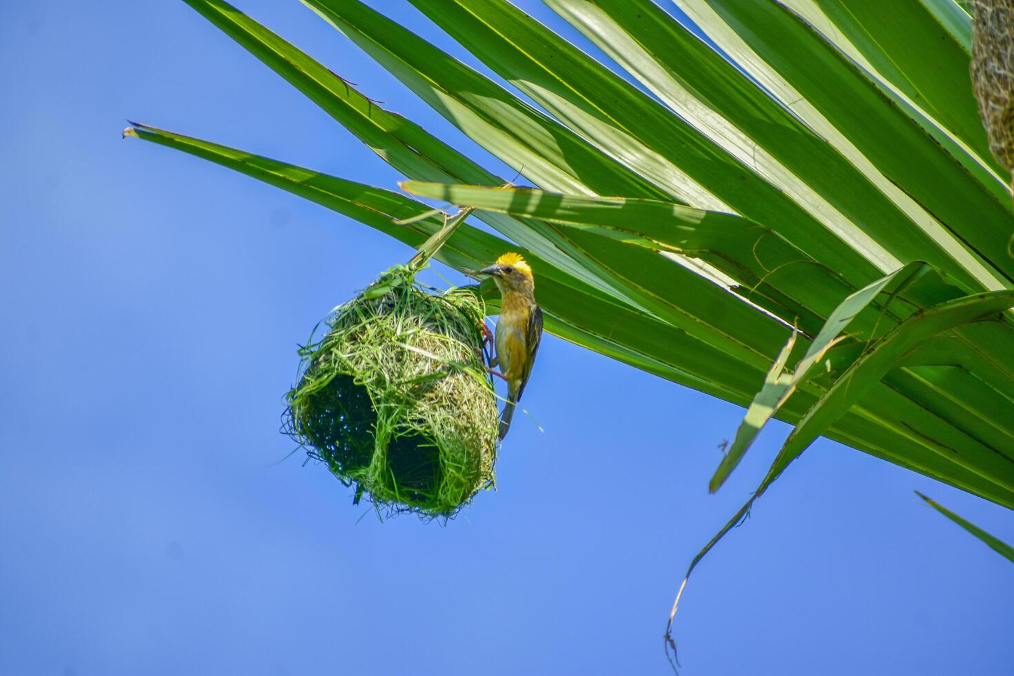 Close-Up of Bird Building Nest in Natural Habitat photo