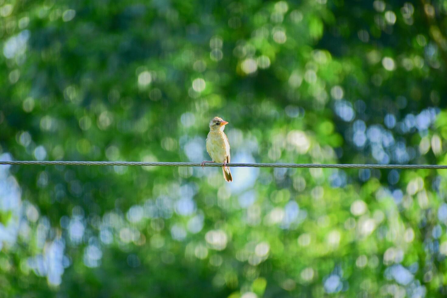 Adorable Bird Perched on a Rope in Serene Natural Scenery photo