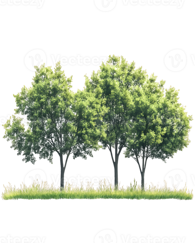 A group of three lush green trees surrounded by grass and flowers. png