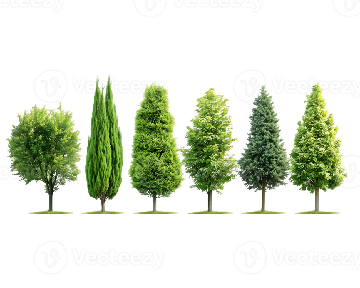 A variety of trees displayed in a row, showcasing different shapes and sizes. png