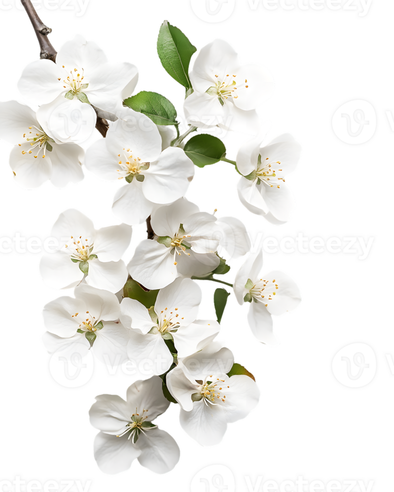 Apple Blossom Cluster on Branch png