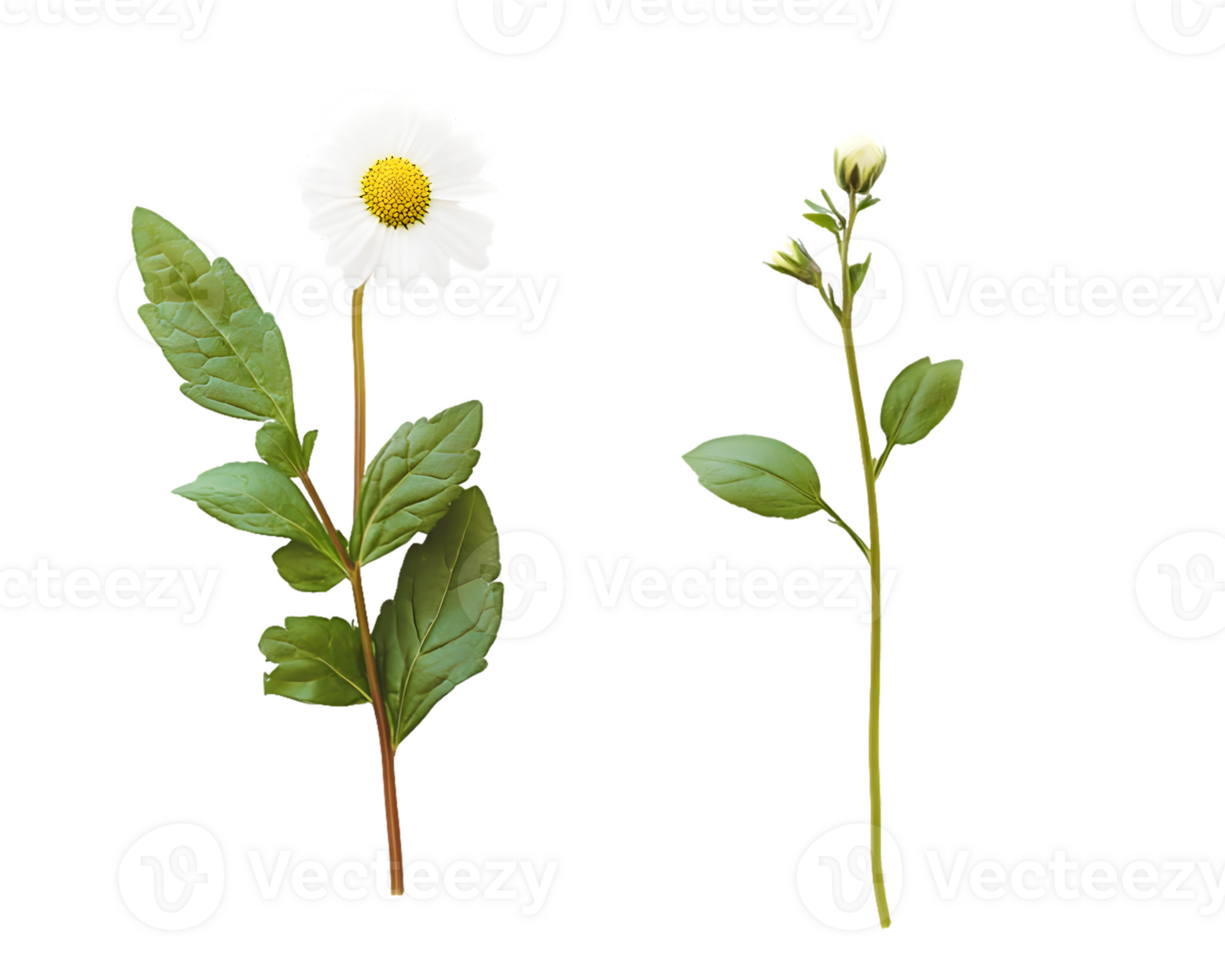 Bloomed and Unbloomed Daisy-like Flowers with Stems and Leaves png
