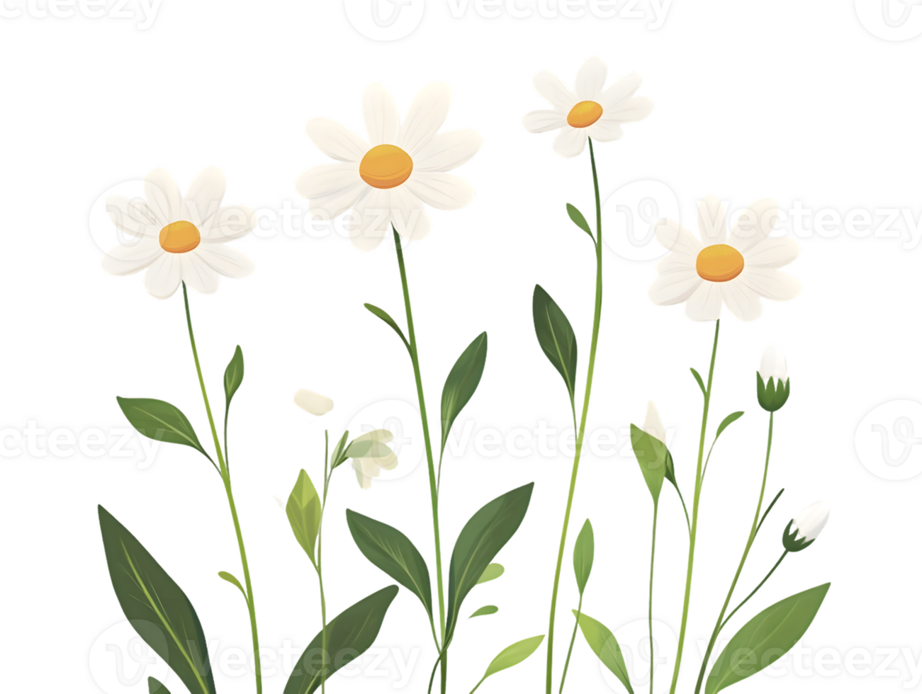 Illustration of Daisies and Buds png
