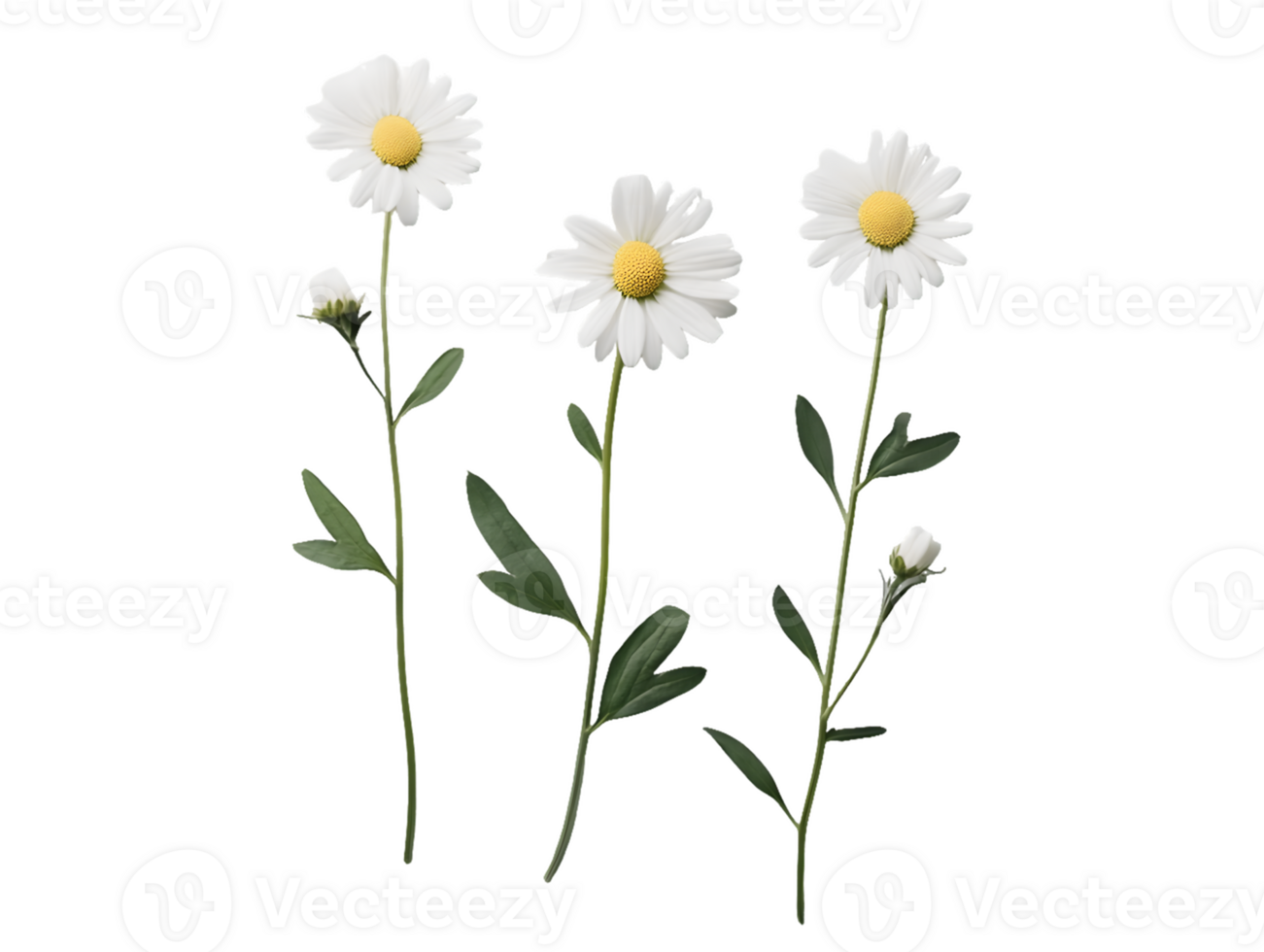 Three Shasta Daisy Plants with Buds png