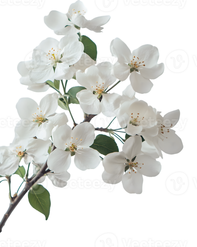 White Blossoms on a Branch png