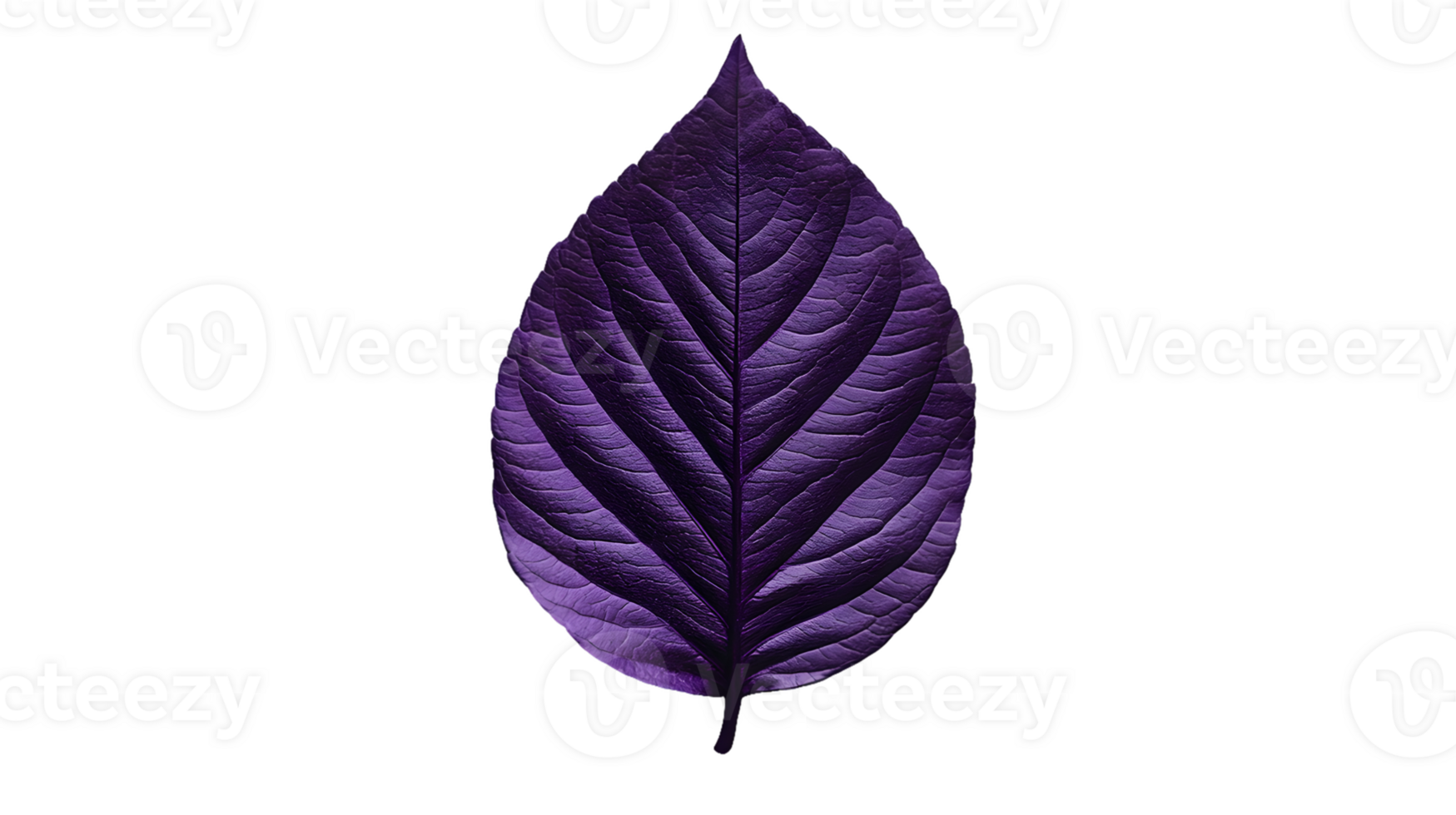 A single purple leaf displayed against a black background, highlighting its intricate texture. png
