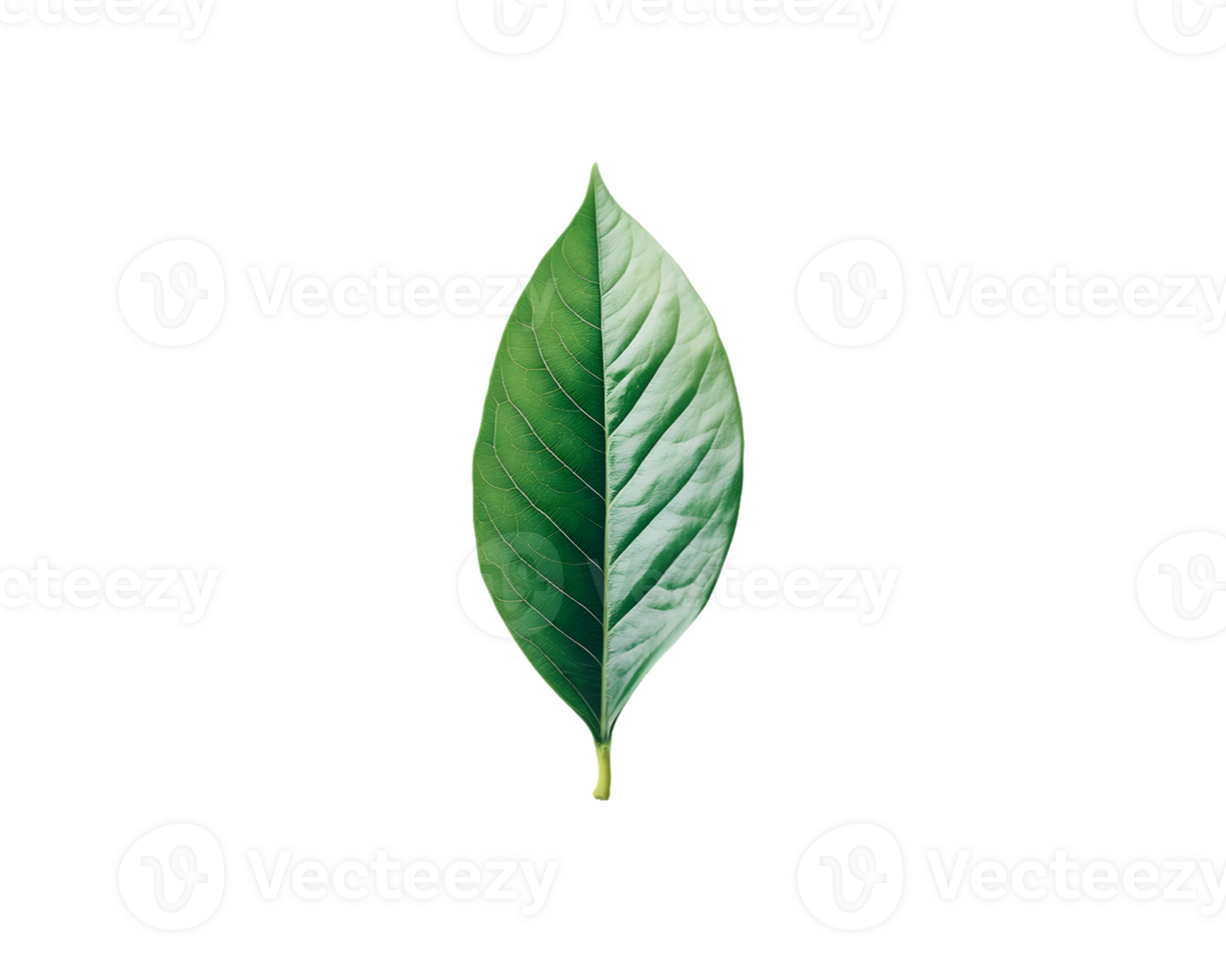 Single Leaf, Green and Variegated png